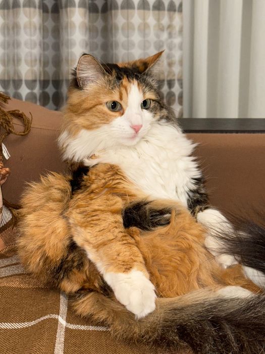 Трехцветная кошка