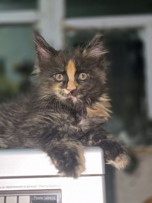 Котята породы Мейнкун
