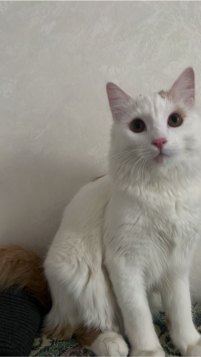 Котик ищет любящий дом