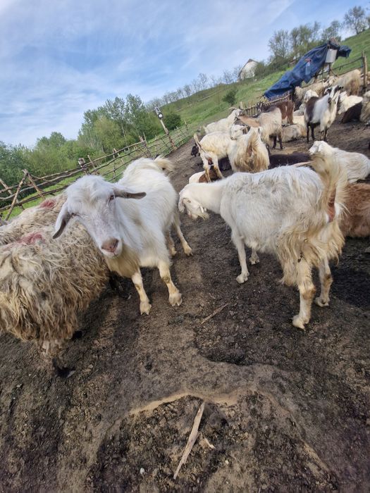 Vand capre de 1 an si iezi intarcati de 1 saptamana