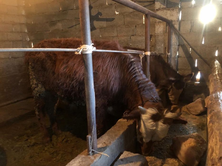 Бука сатылады   .