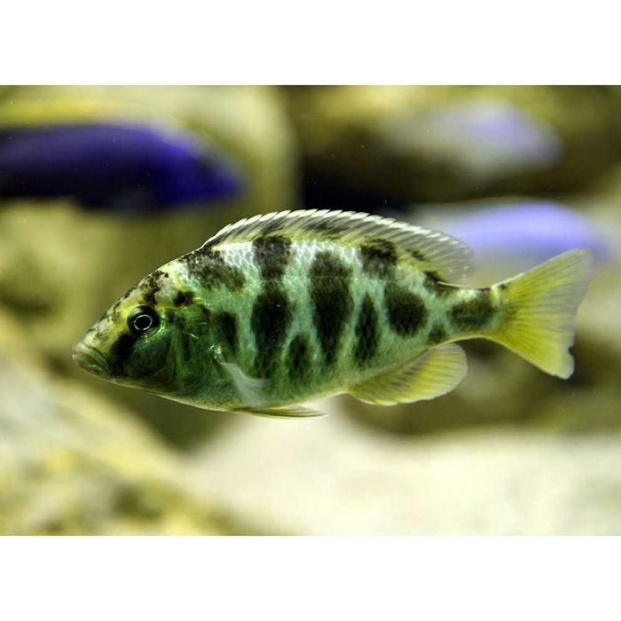 Аквариумная рыбка "Золотой леопард"