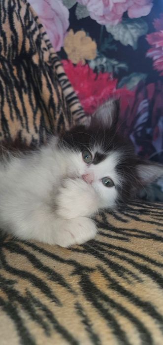 Отдам котёнка в добрые руки. Мальчик. К горшку приучен. Мама мышеловка