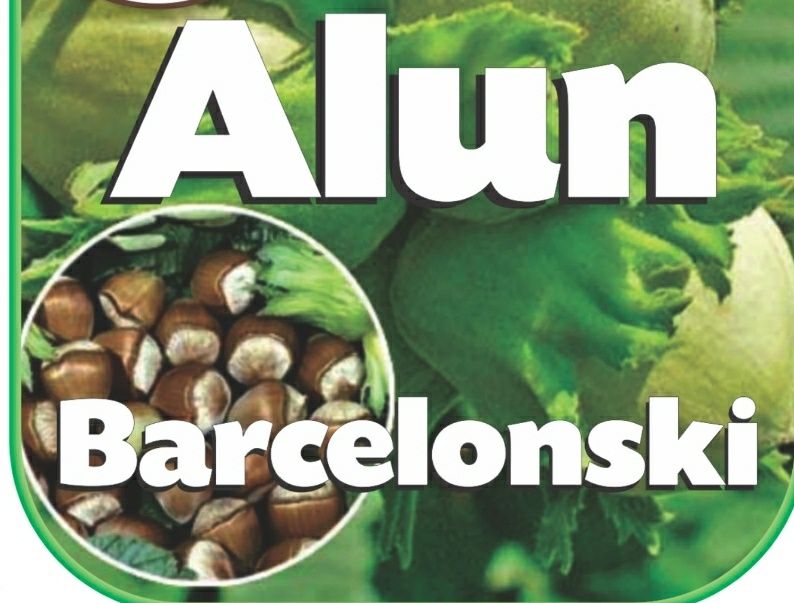 Alun (Soiul Barcelonski )