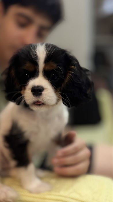 Щенок кинг чарльз спаниель