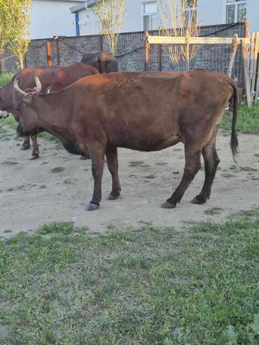 Продам коров двойных на молоко