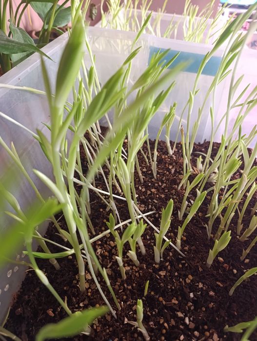 Цветы Лилия  Лилия гуллари нихоллари