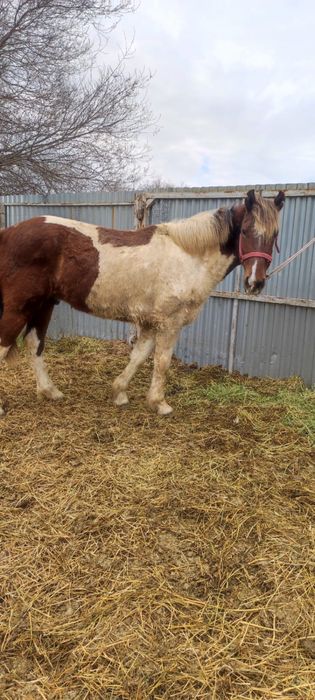 Жылқы ат лошади!!