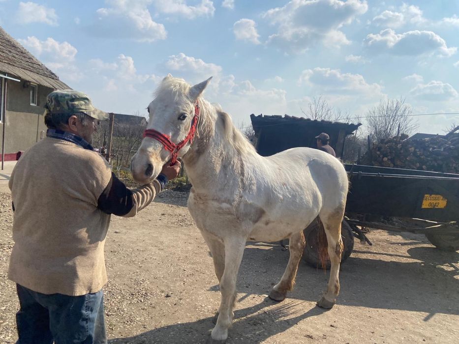 Iapa de 8 ani in sampetru german