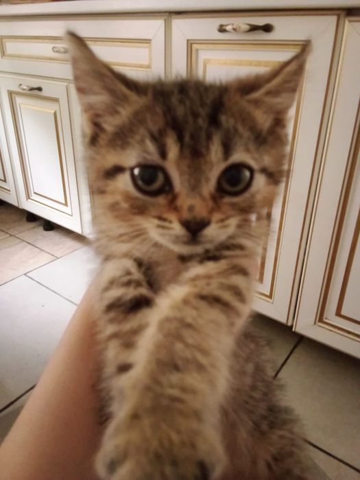 Котята ищут семью