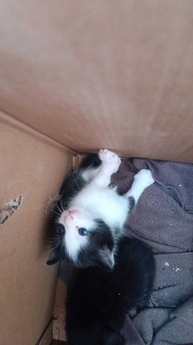Малки красиви котенца