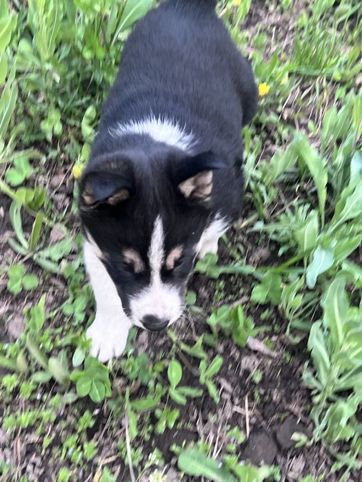 Отдам щенка хаски