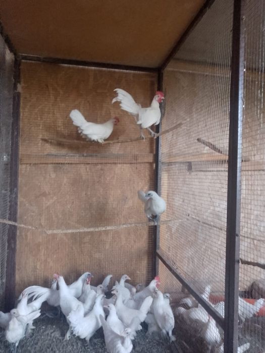 de vânzare găinușe