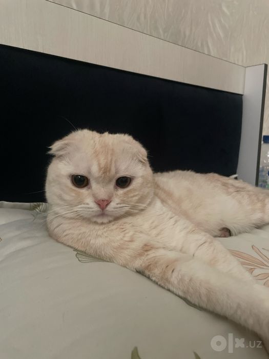 ВЯЗКА, приглашаем кошечек на вязку
