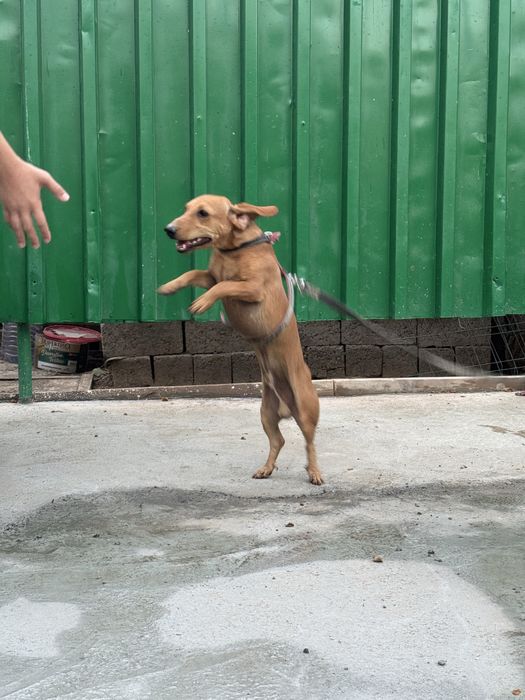 Продается собака такса с домиком