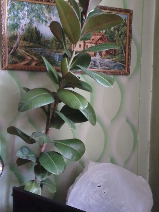 Продам цветок фикус