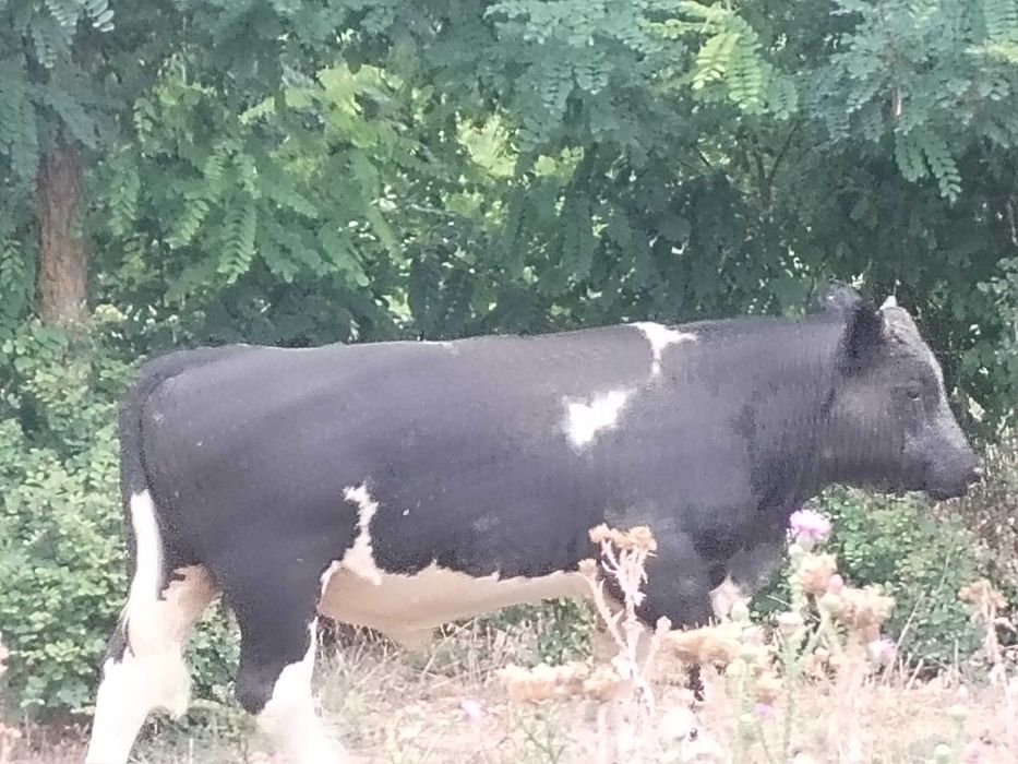 Vand tăurași si vitele ( 9 bucati)