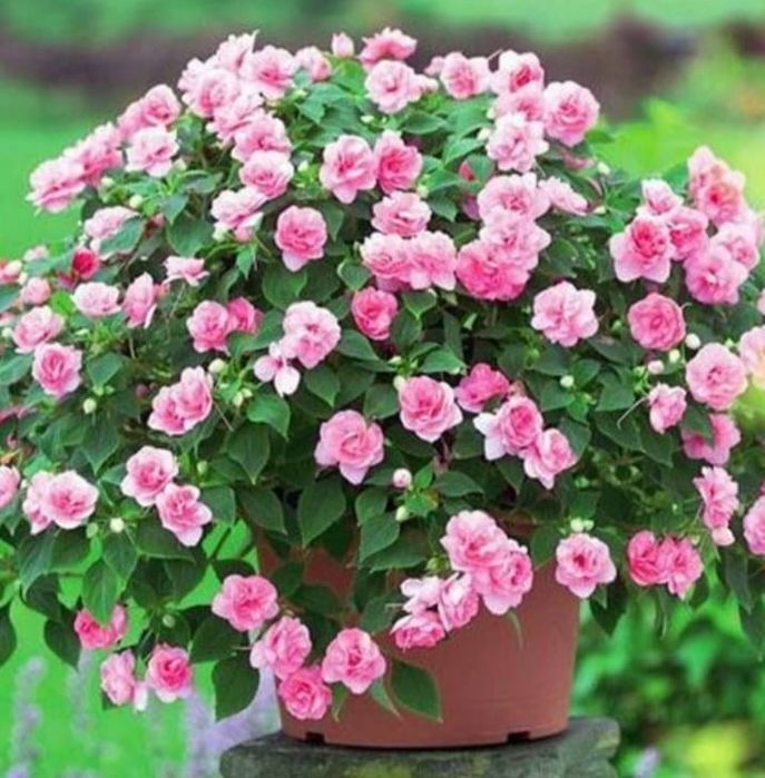 Комнатные цветы от 500 и выше