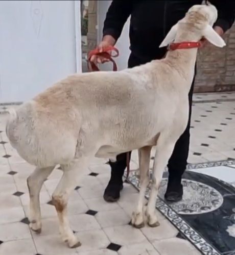 Авгон кучкори ок