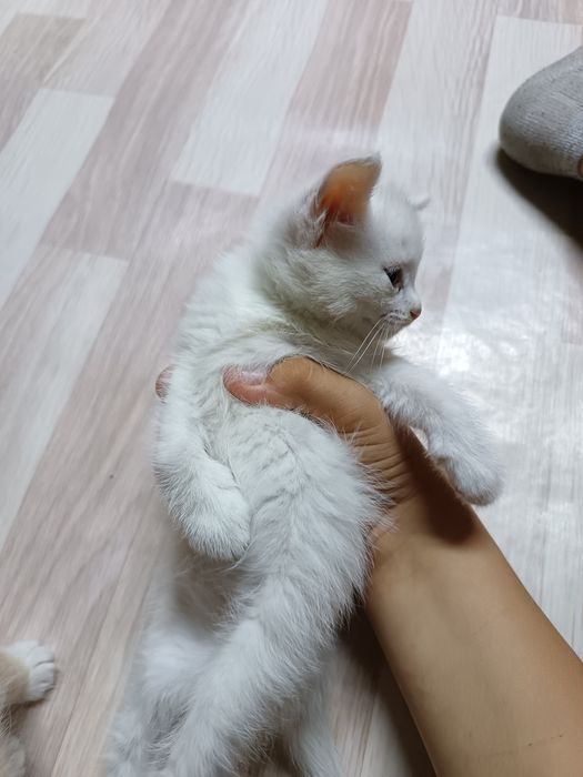 6 котят в добрые ручки