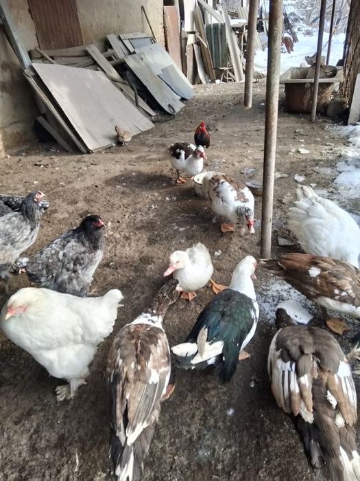 Продаются селезни индоутки