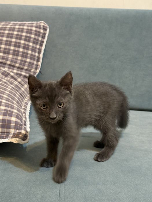 Мысық-котёнек, котёнек марғау