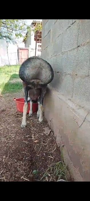 Продам кошкар хороший