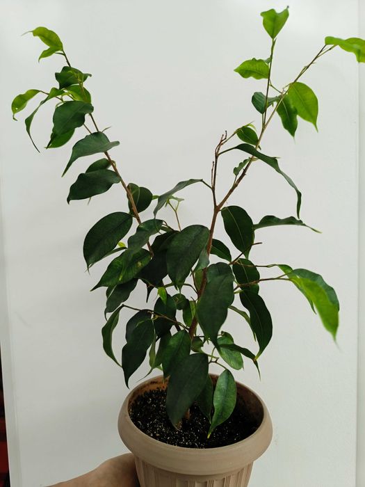 фикус Бенджамина