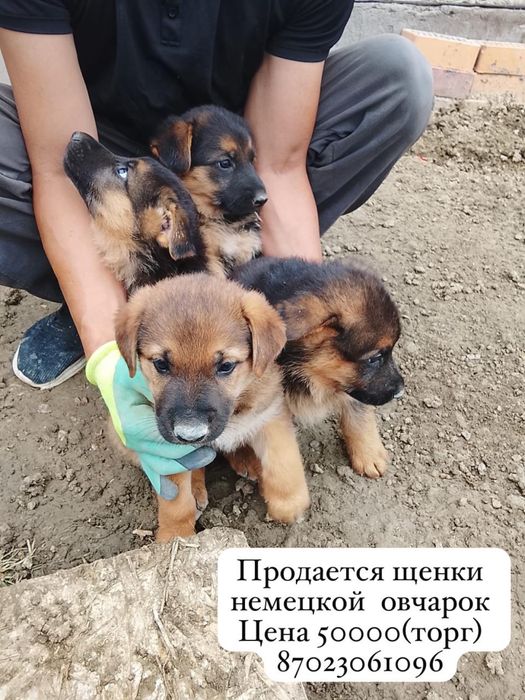 Продается щенки