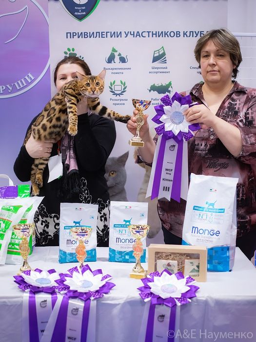 Бенгалы лучшие из лучших