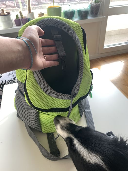 Раница за малки кучета