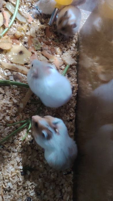 Сирийские хомяки