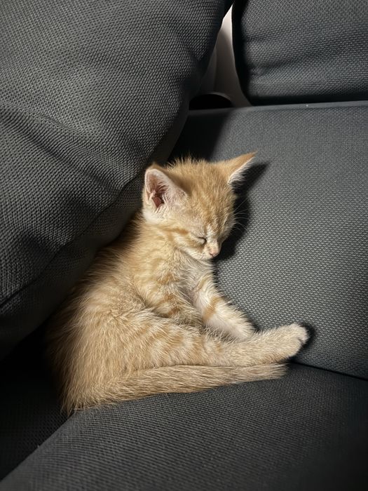 Котенок в хорошие руки