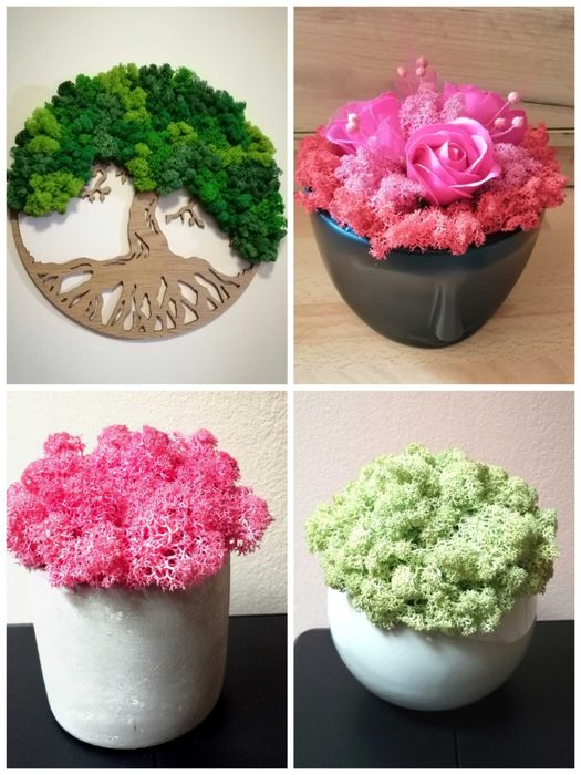 Decoratiuni licheni și plante stabilizate