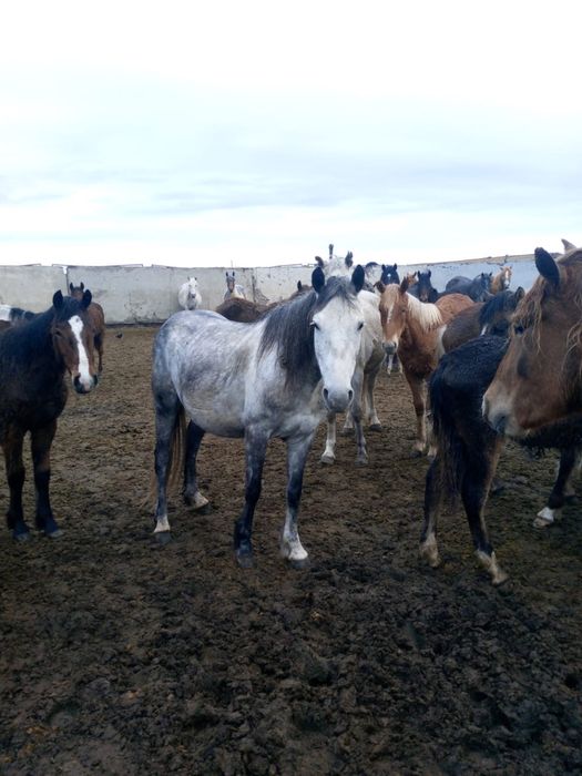 Продам лошодей 2 головы