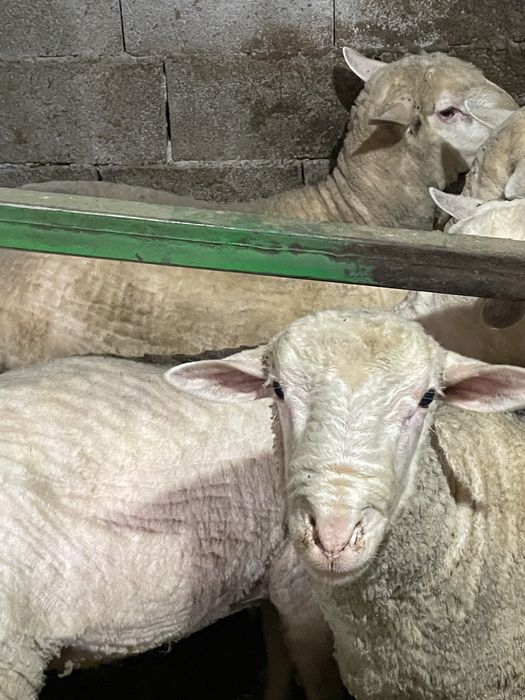Продам кошкар!!!