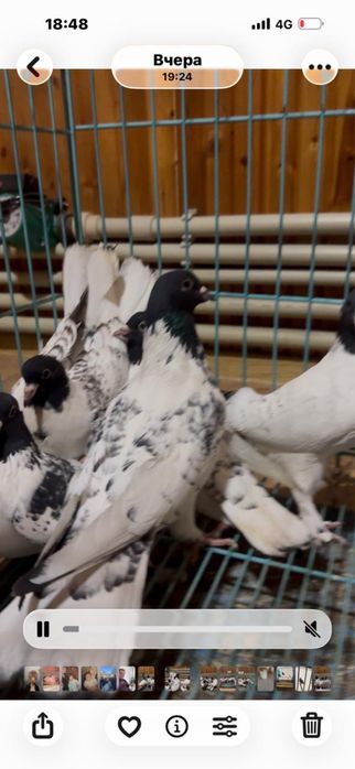 Черноголовые бакинцы