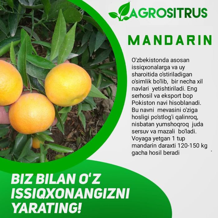 Siz uchun Yangi daromad