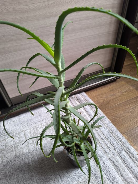 Продам алоэ 3-х летка