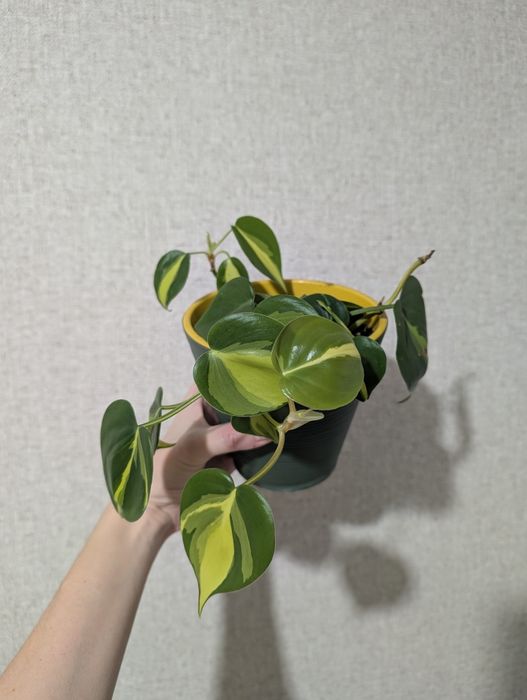 Филодендрон бразил