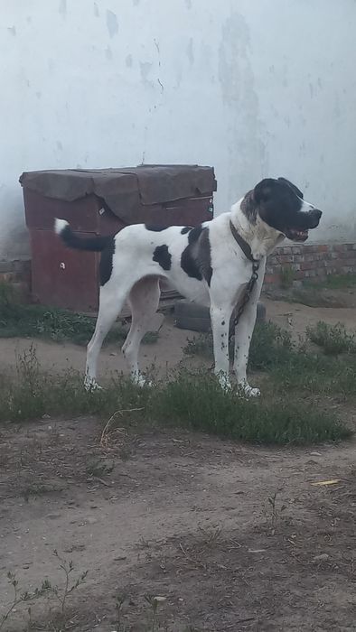 Тобет кушик еркек.