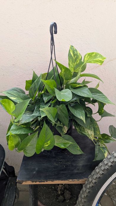 Эпипремиум Растение комнатное