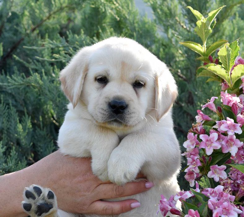 pui Labrador Retriever galben cu Pedigree