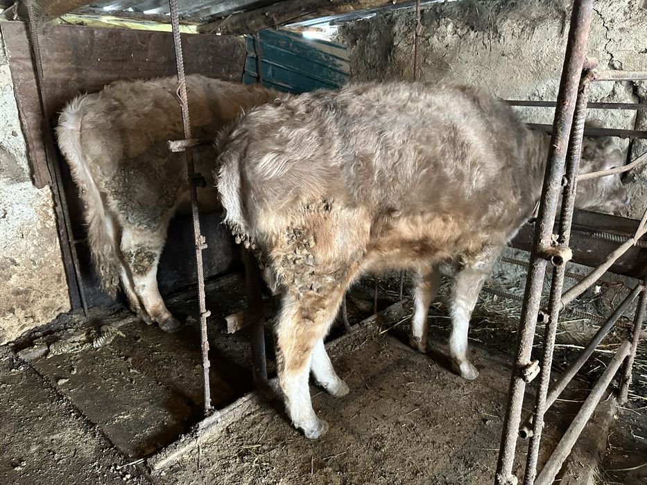 Коровы тёлочки