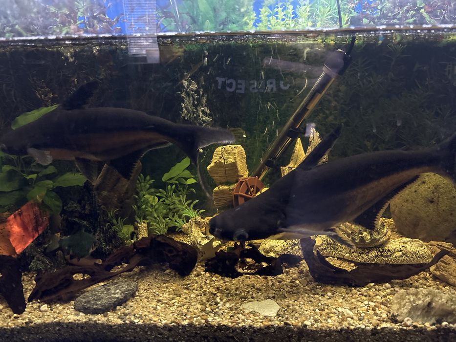 Акули пангасиус