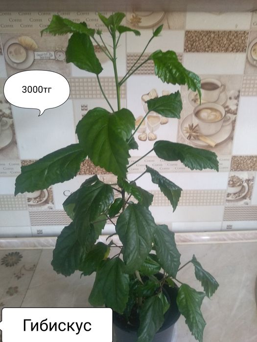 Продам комнатные цветы