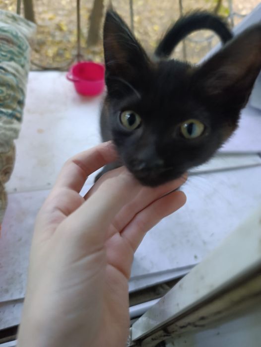 Котята в добрые руки пацаны