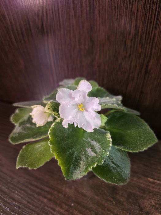 Фиалки белые. Продам.