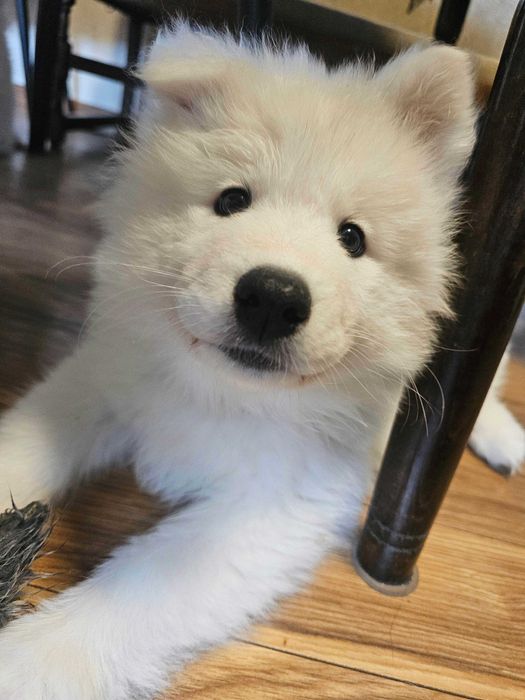 Продавам кученца Сибирски Самоед