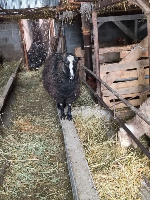 Ешкилер сатылады 3 бас